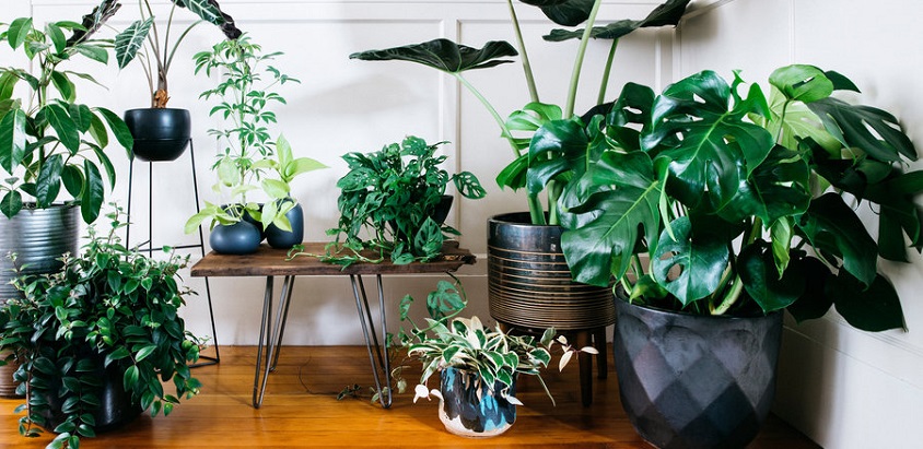 6 plante perfecte pentru sufragerie